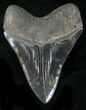 Serrated Fossil Megalodon Tooth - Giant Tooth #23673-2